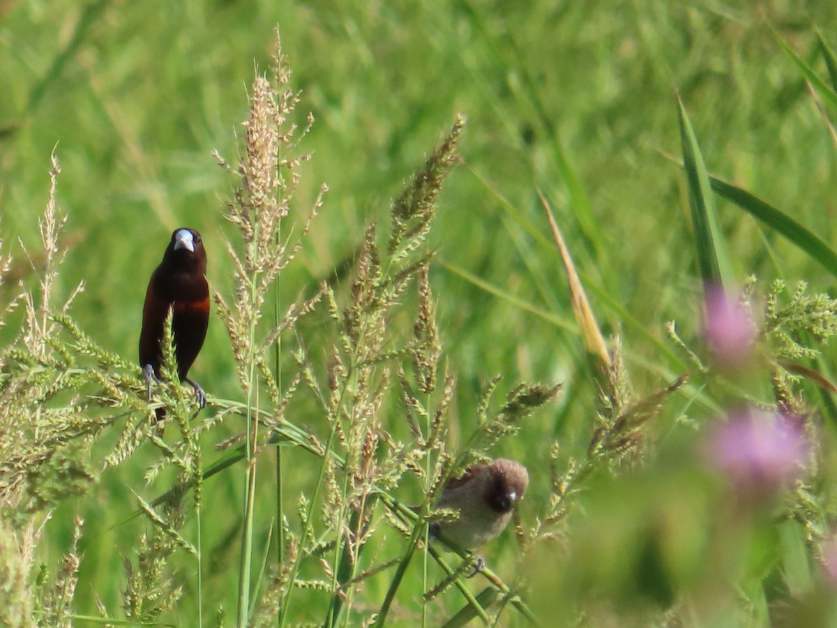 Chestnut Munia - ML646104896