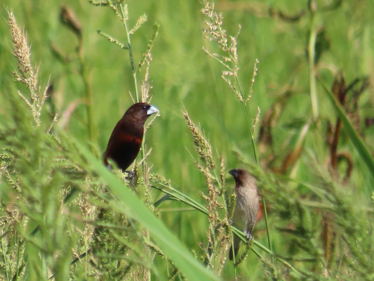 Chestnut Munia - ML646104897