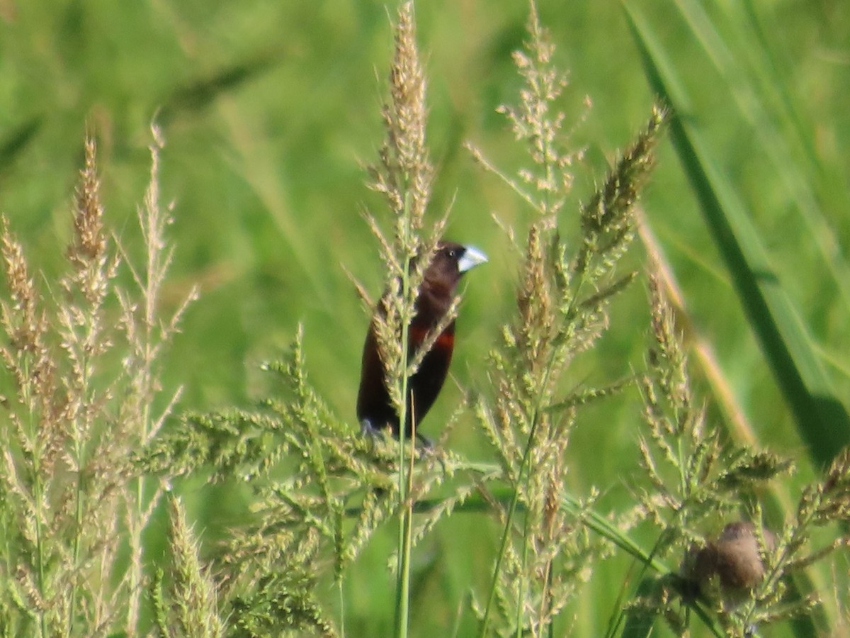 Chestnut Munia - ML646104898