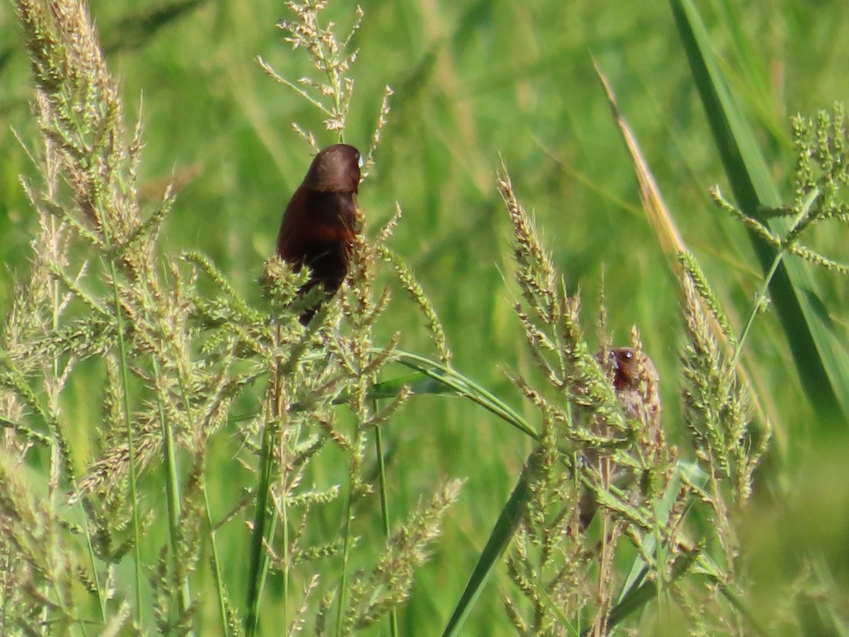 Chestnut Munia - ML646104899