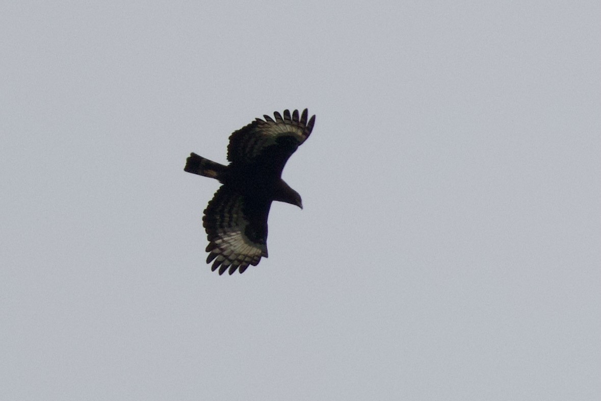 African Marsh Harrier - ML646104901