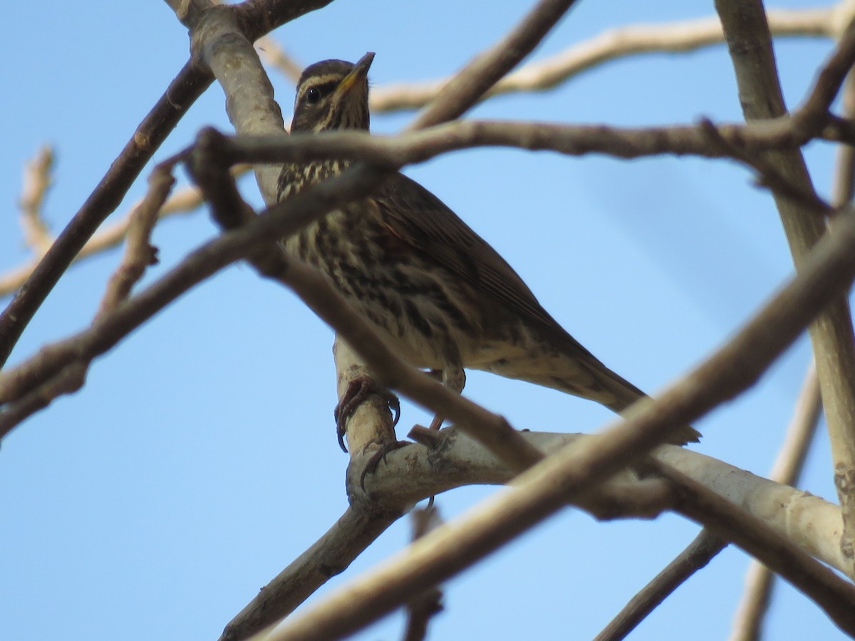 Redwing - ML646104902