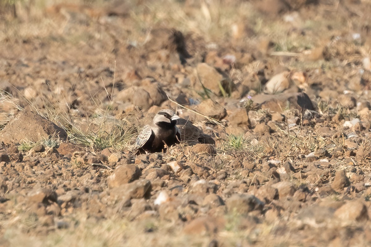 Ashy-crowned Sparrow-Lark - Kalpesh Krishna