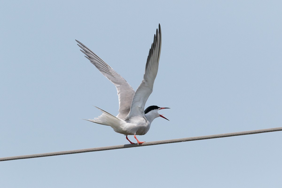 Common Tern - ML646104910