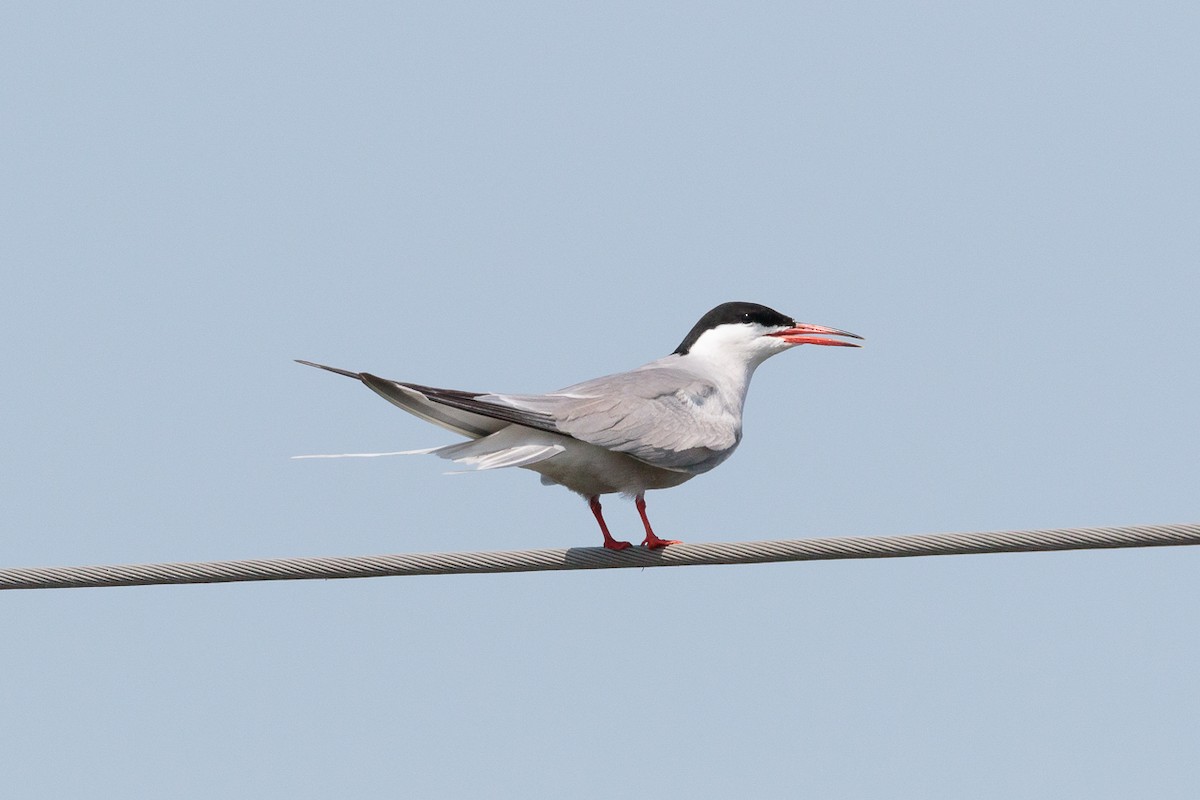Common Tern - ML646104911