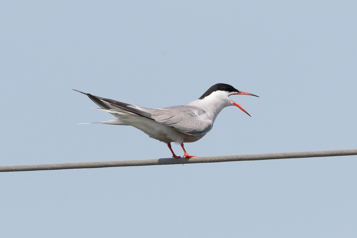 Common Tern - ML646104912