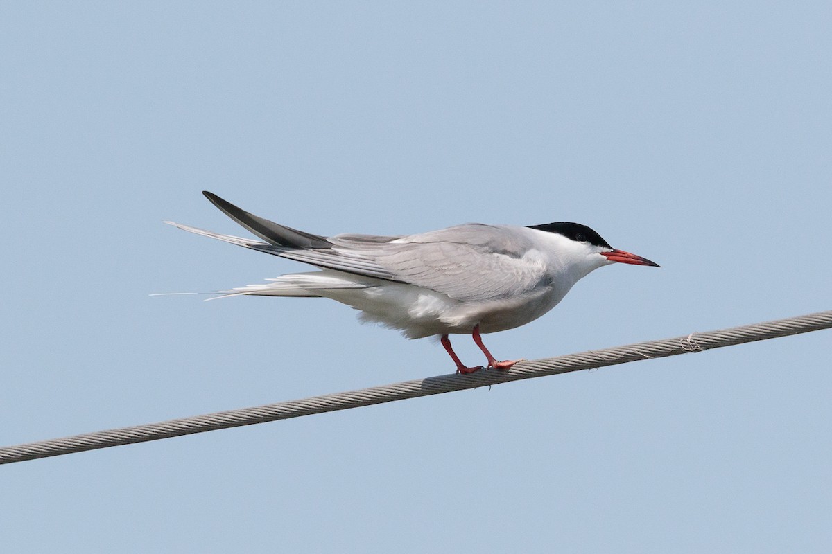 Common Tern - ML646104913