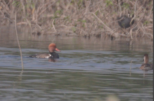 Red-crested Pochard - ML646104917