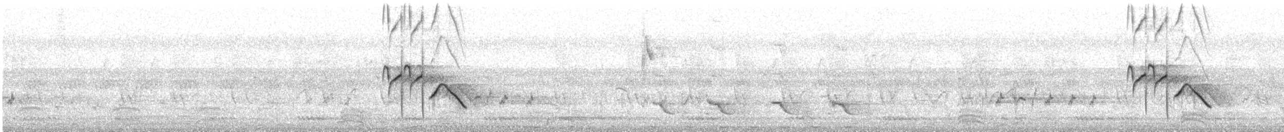 White-browed Wagtail - ML646104918