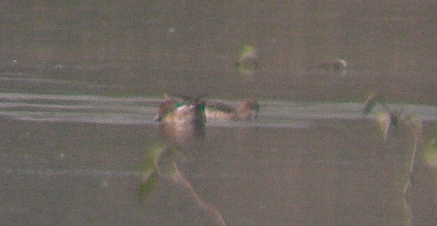 Green-winged Teal - ML646104925
