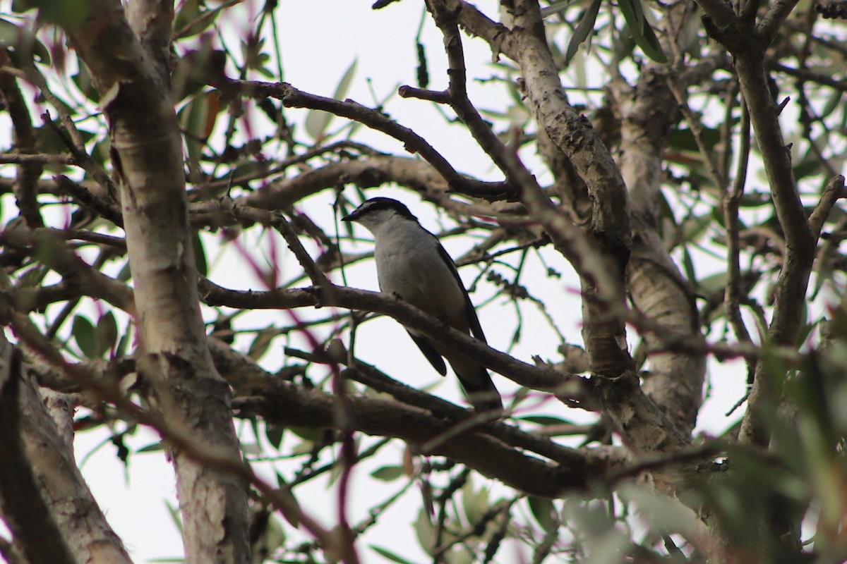 Varied Triller - ML646104929