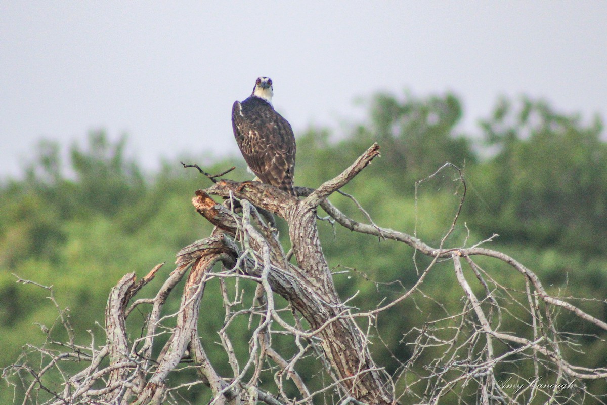 Fischadler - ML646104930