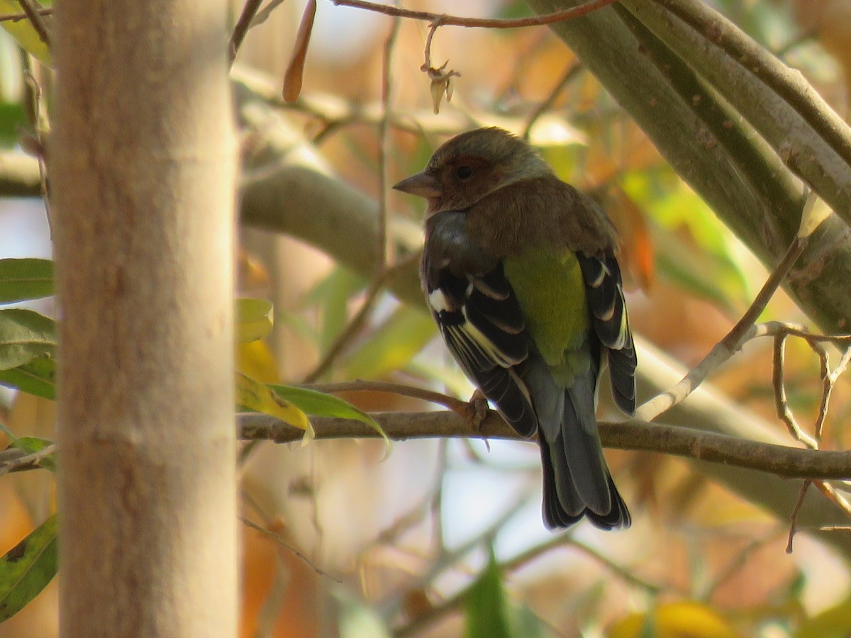 Common Chaffinch - ML646104932