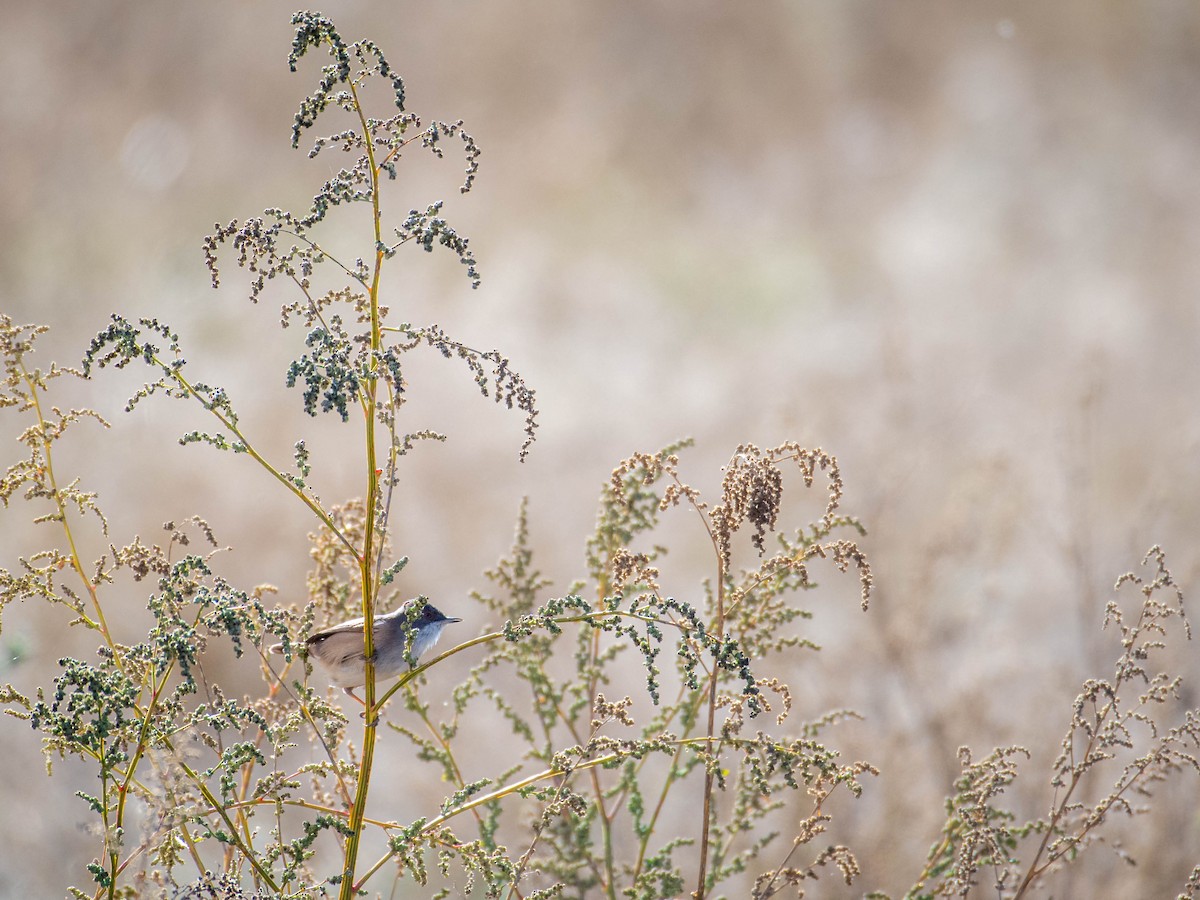 Fauvette mélanocéphale - ML646104933