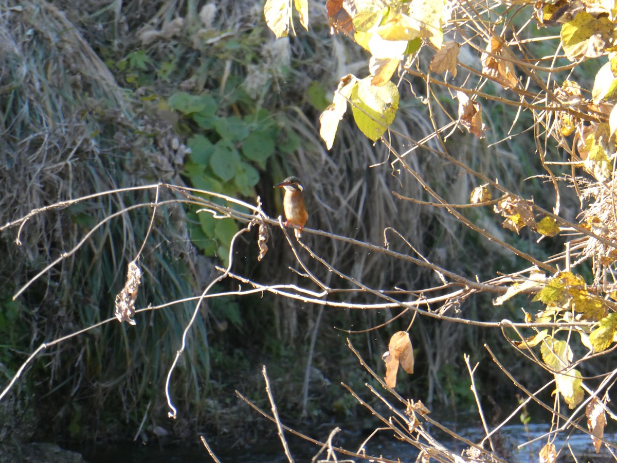 カワセミ - ML646104934