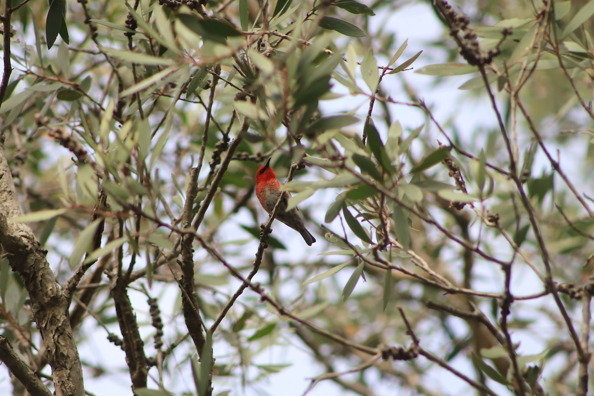 medosavka šarlatová - ML646104935