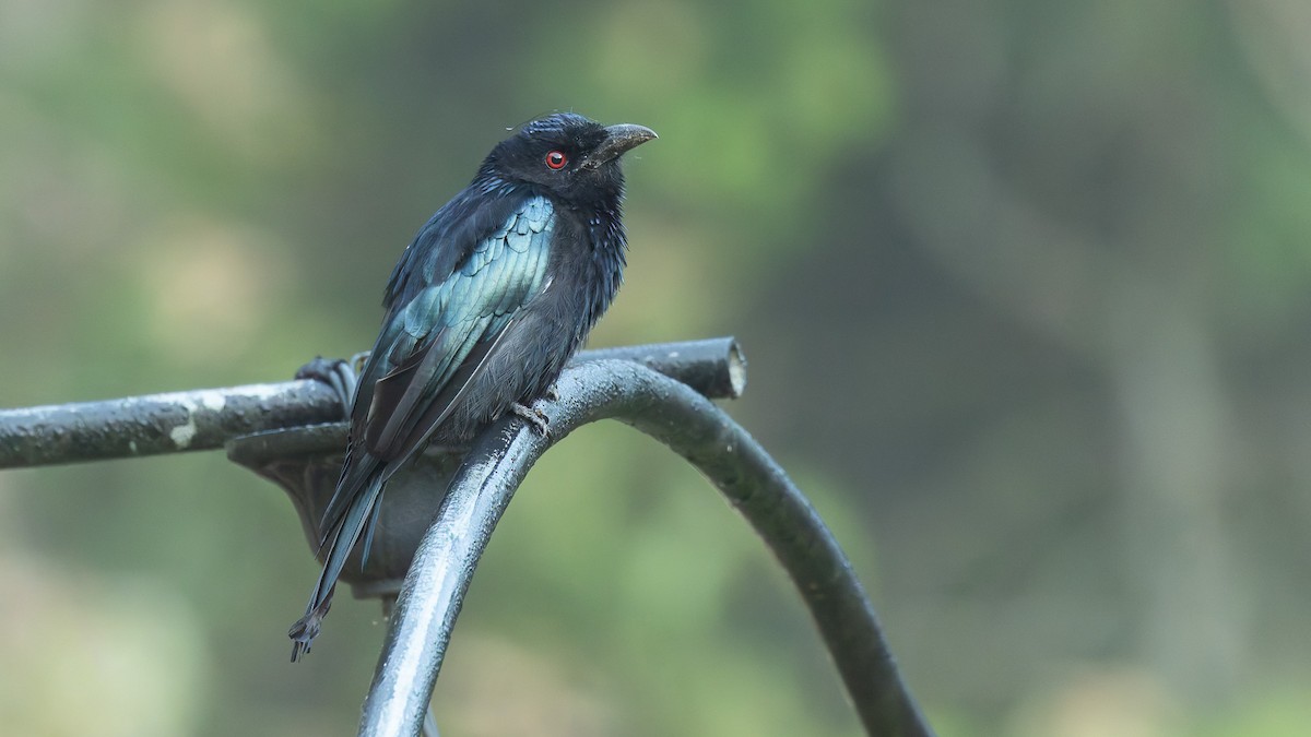Hair-crested Drongo - ML646104941