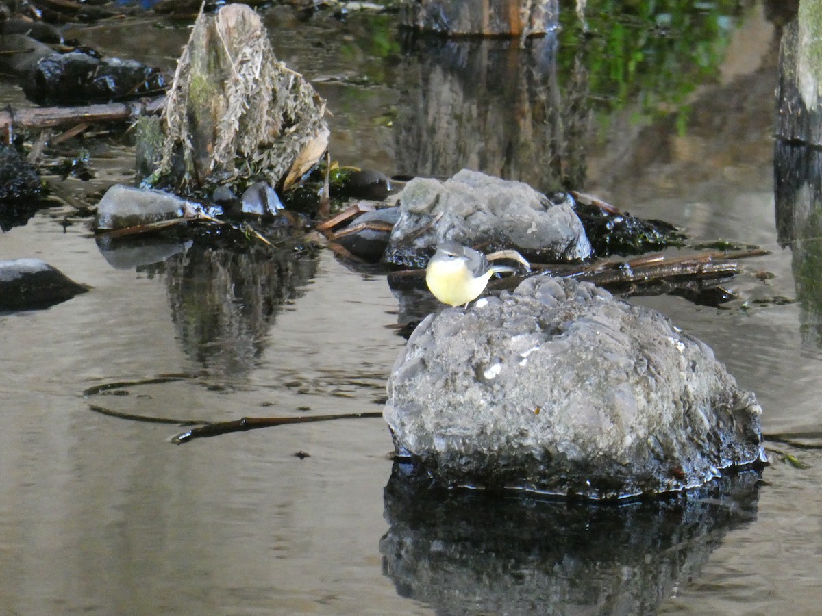 キセキレイ - ML646104943