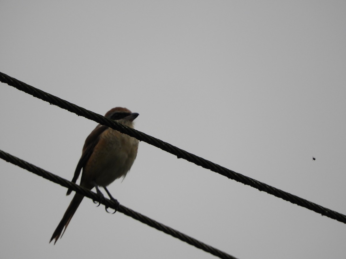 Brown Shrike - ML646104947