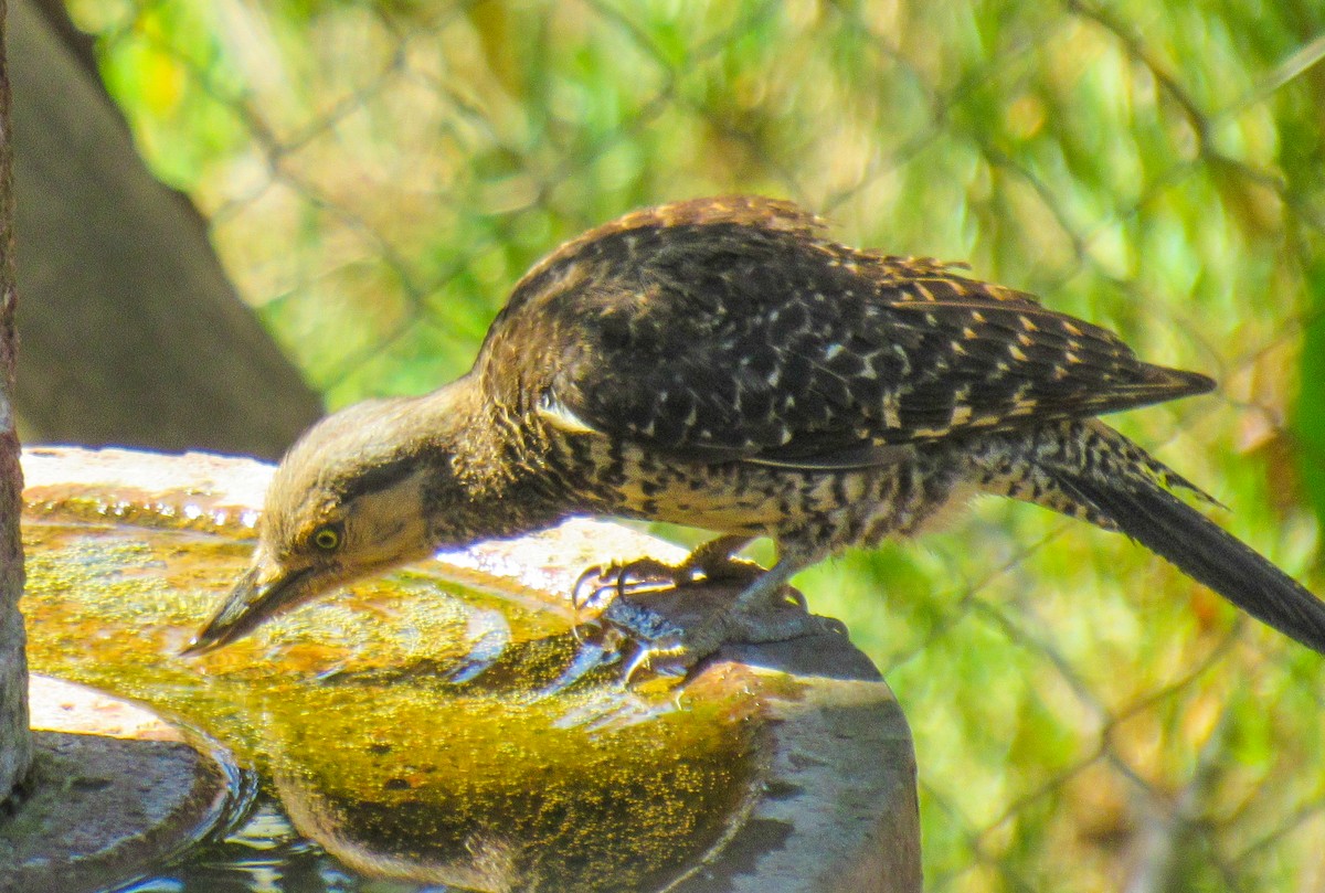 Pic du Chili - ML646104958