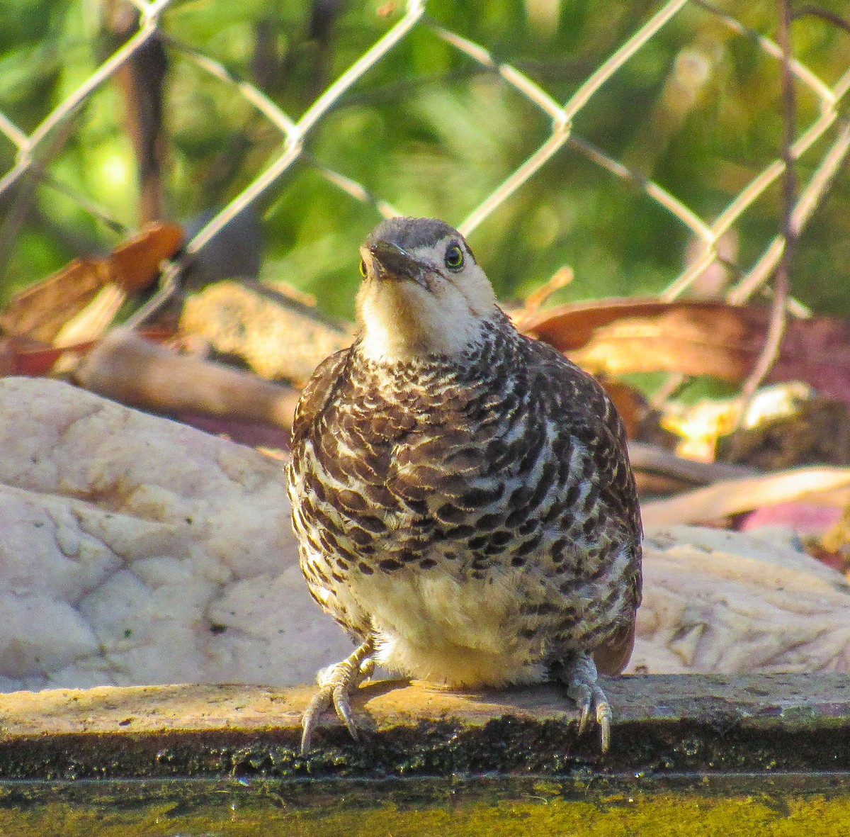 Pic du Chili - ML646104965