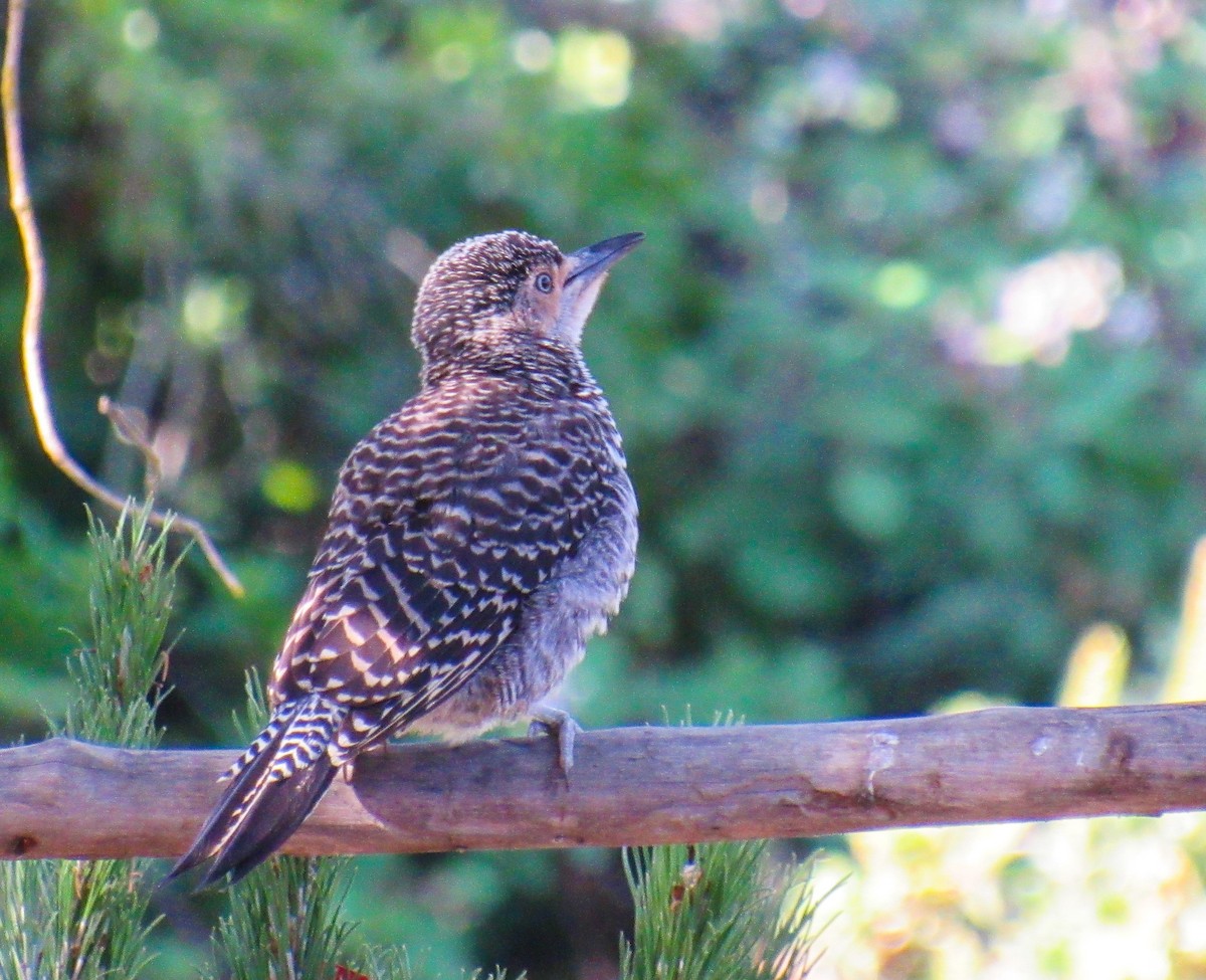 Pic du Chili - ML646104966