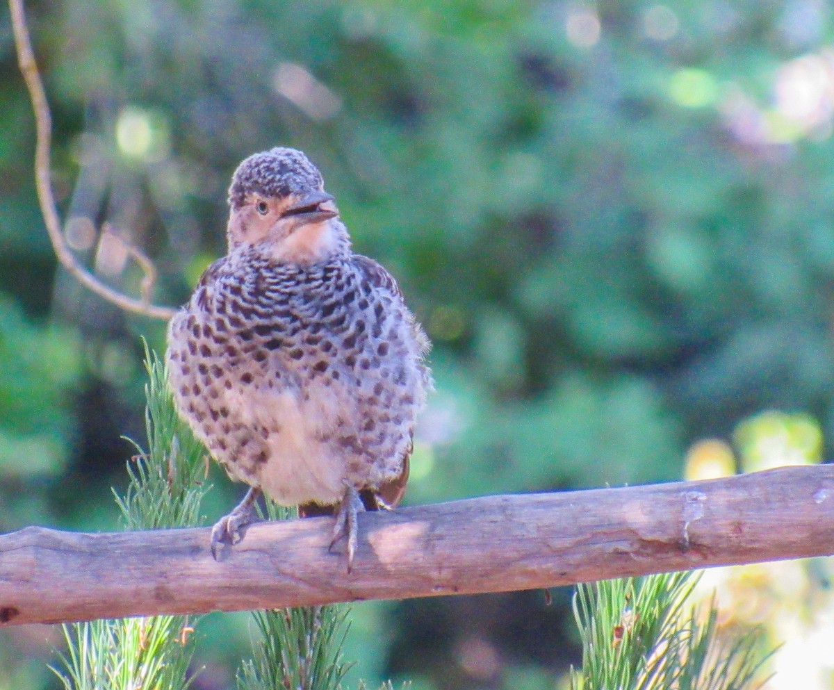 Pic du Chili - ML646104967