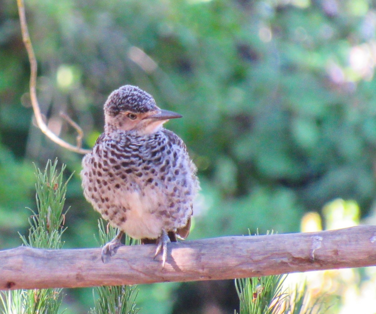 Pic du Chili - ML646104968