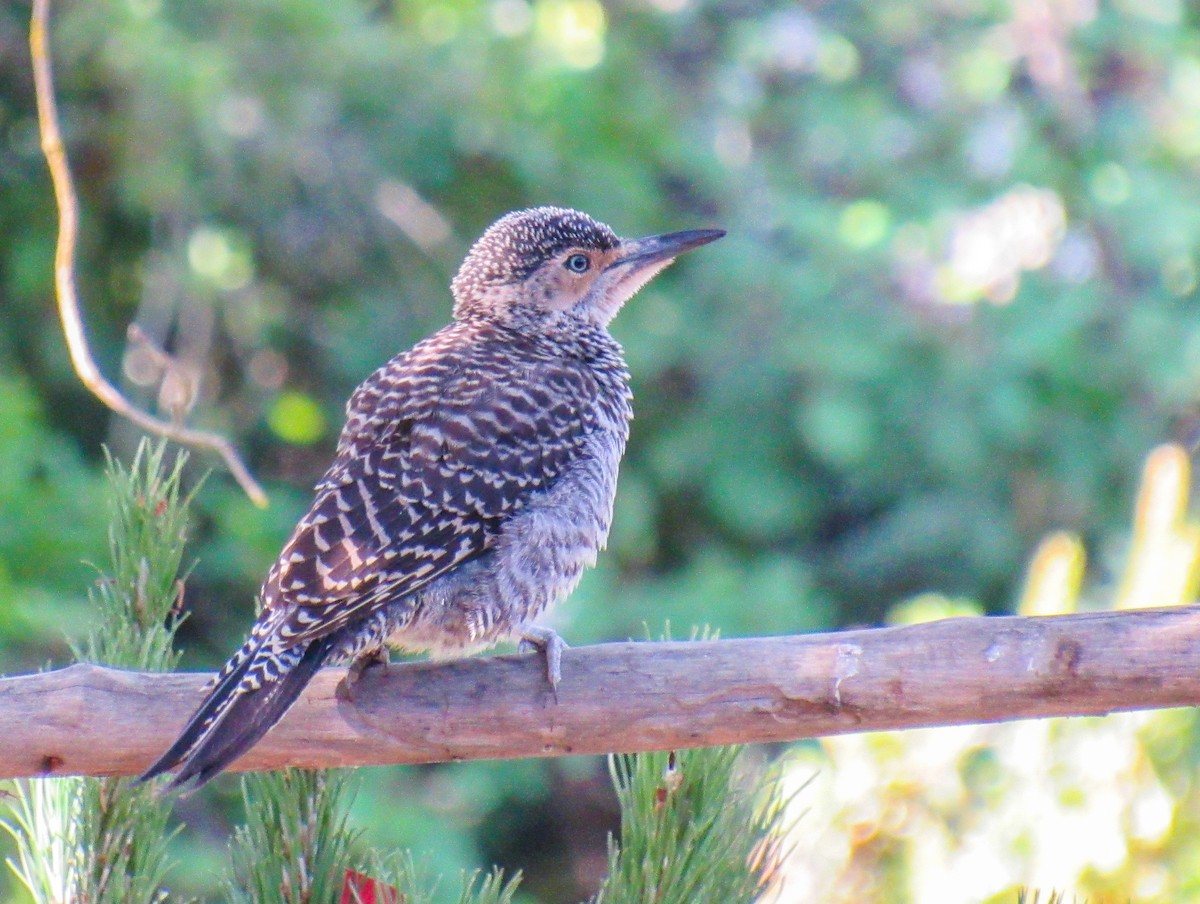 Pic du Chili - ML646104969