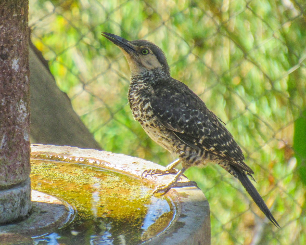 Pic du Chili - ML646104970