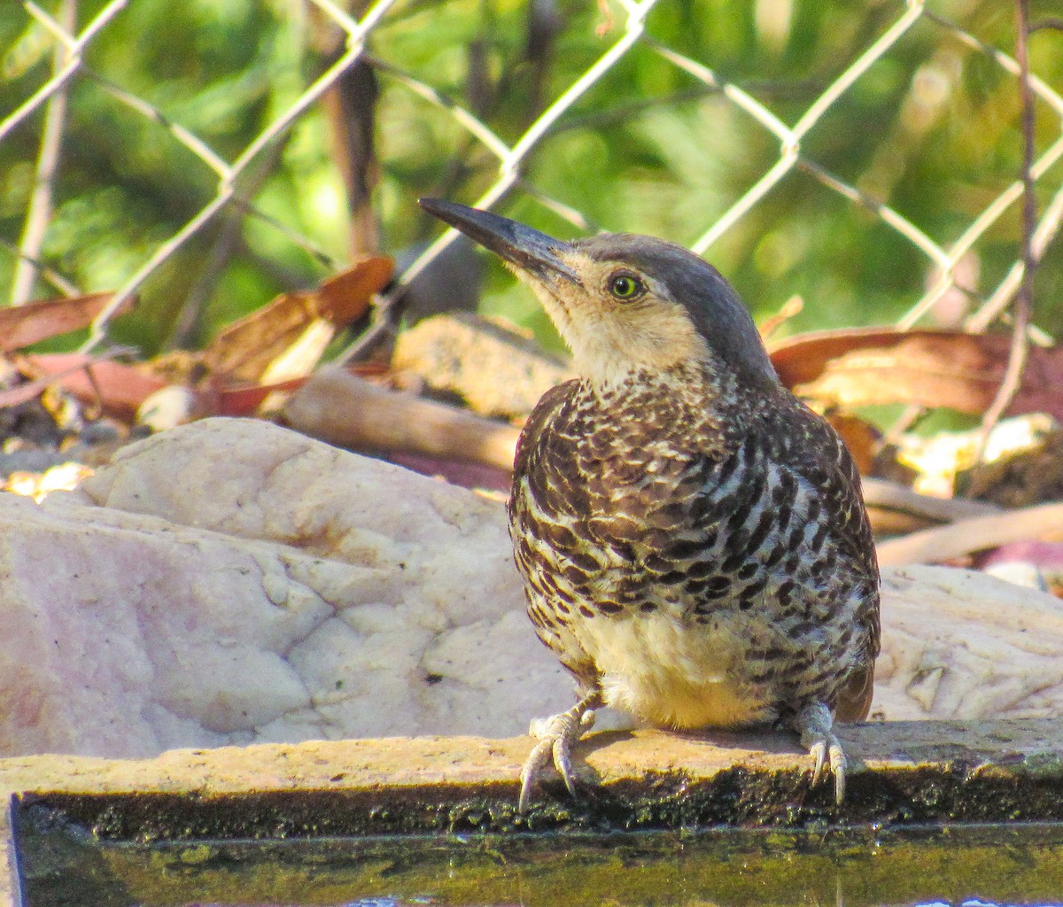 Pic du Chili - ML646104972