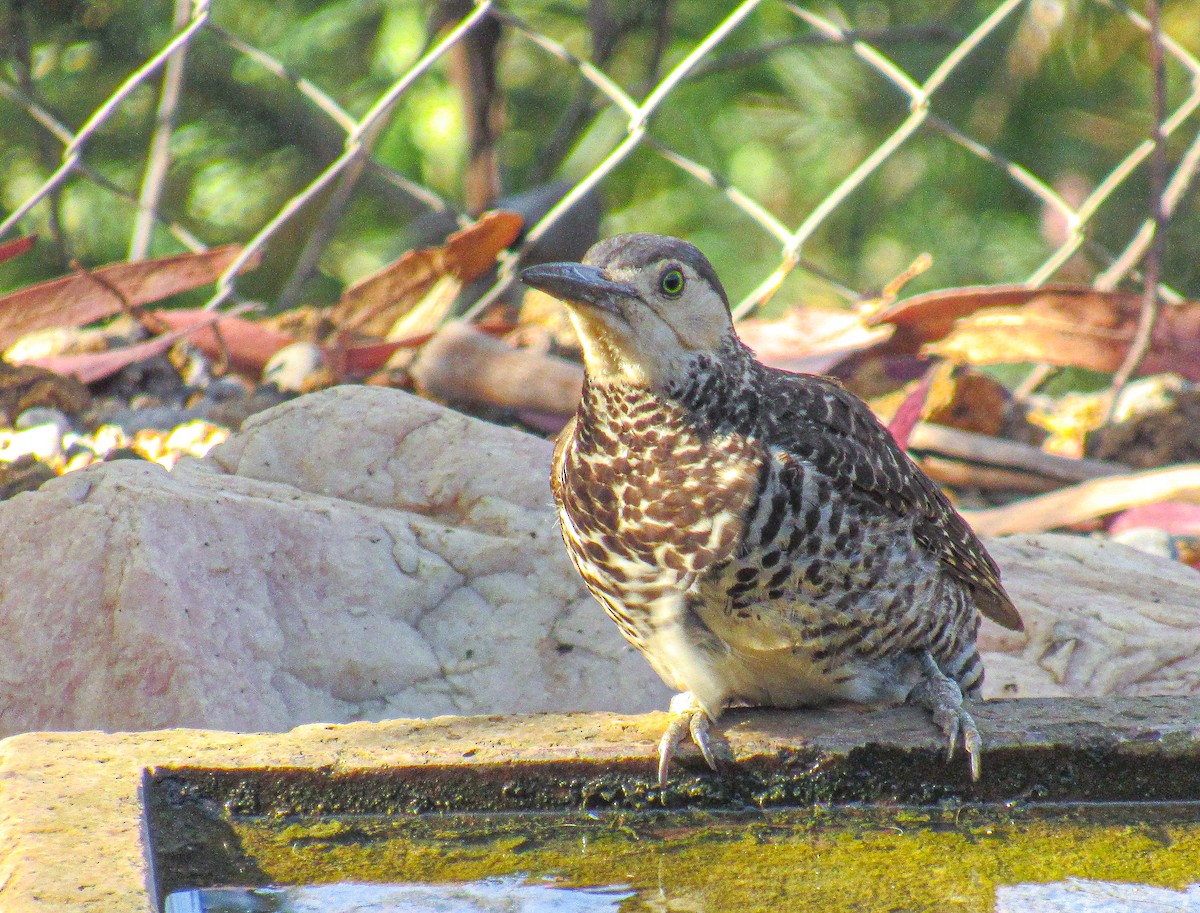 Pic du Chili - ML646104973