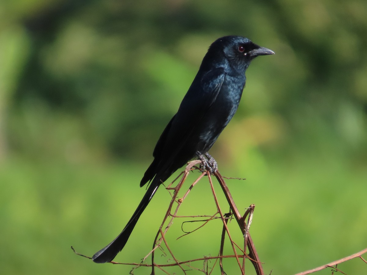 Black Drongo - ML646104974