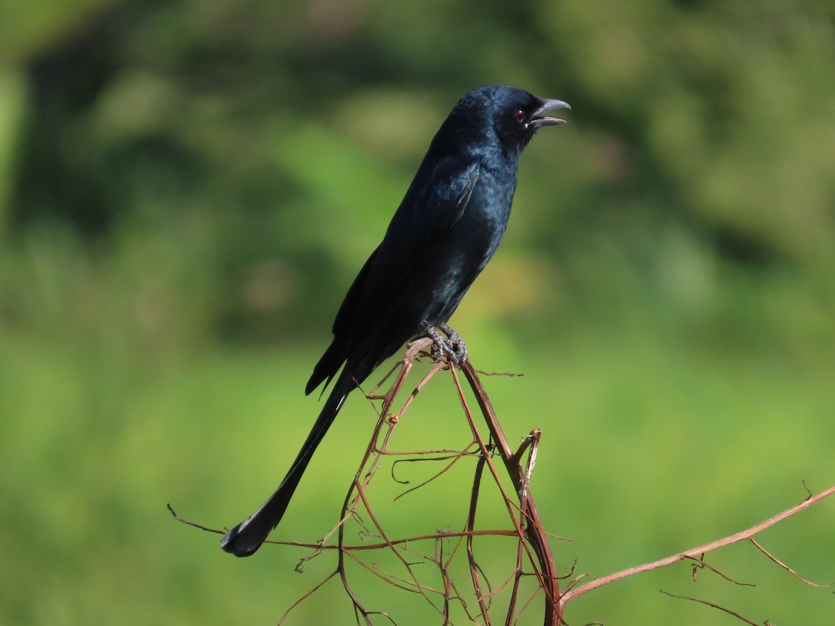 Black Drongo - ML646104975