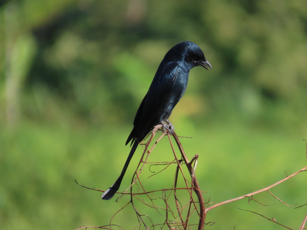 Black Drongo - ML646104976