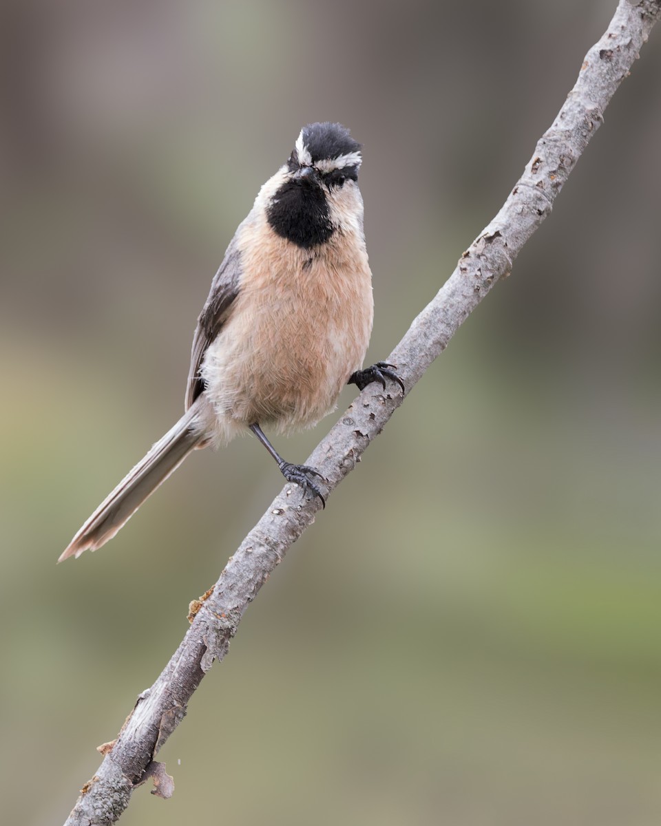 White-browed Tit - ML646104982