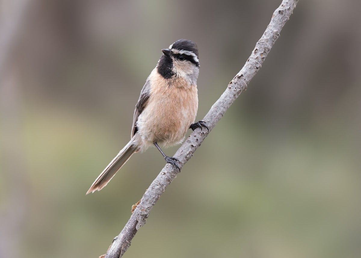 White-browed Tit - ML646104983