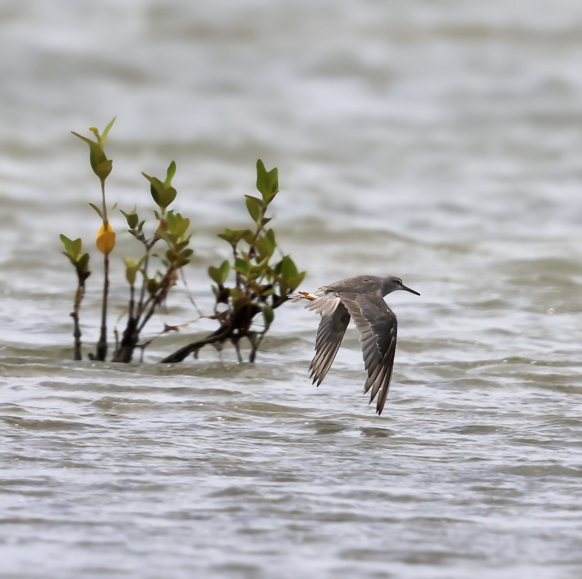 黃足鷸 - ML646104984