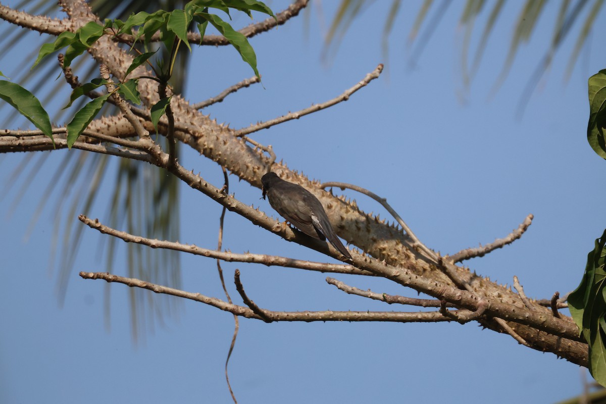 Gray-bellied Cuckoo - ML646104993
