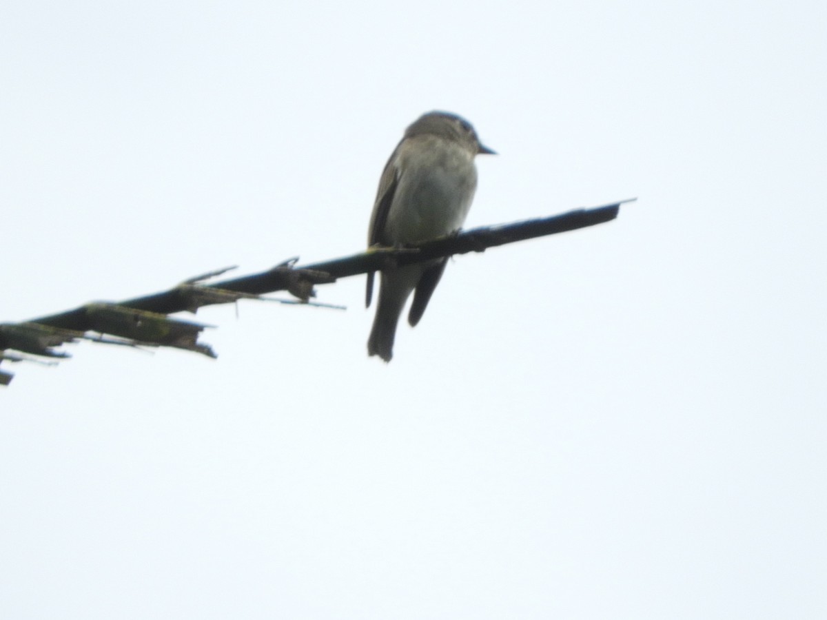 Indian Paradise-Flycatcher - ML646104994