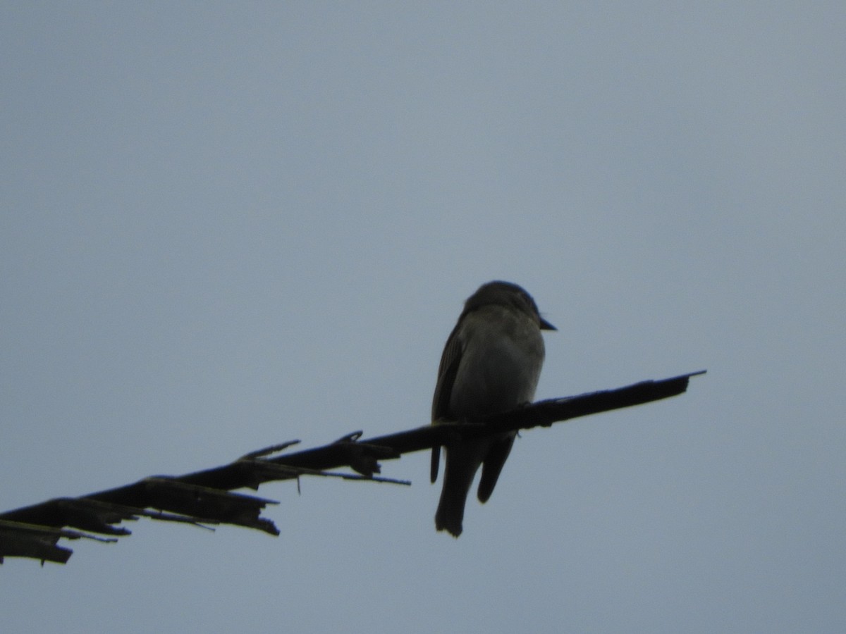 Indian Paradise-Flycatcher - ML646104995