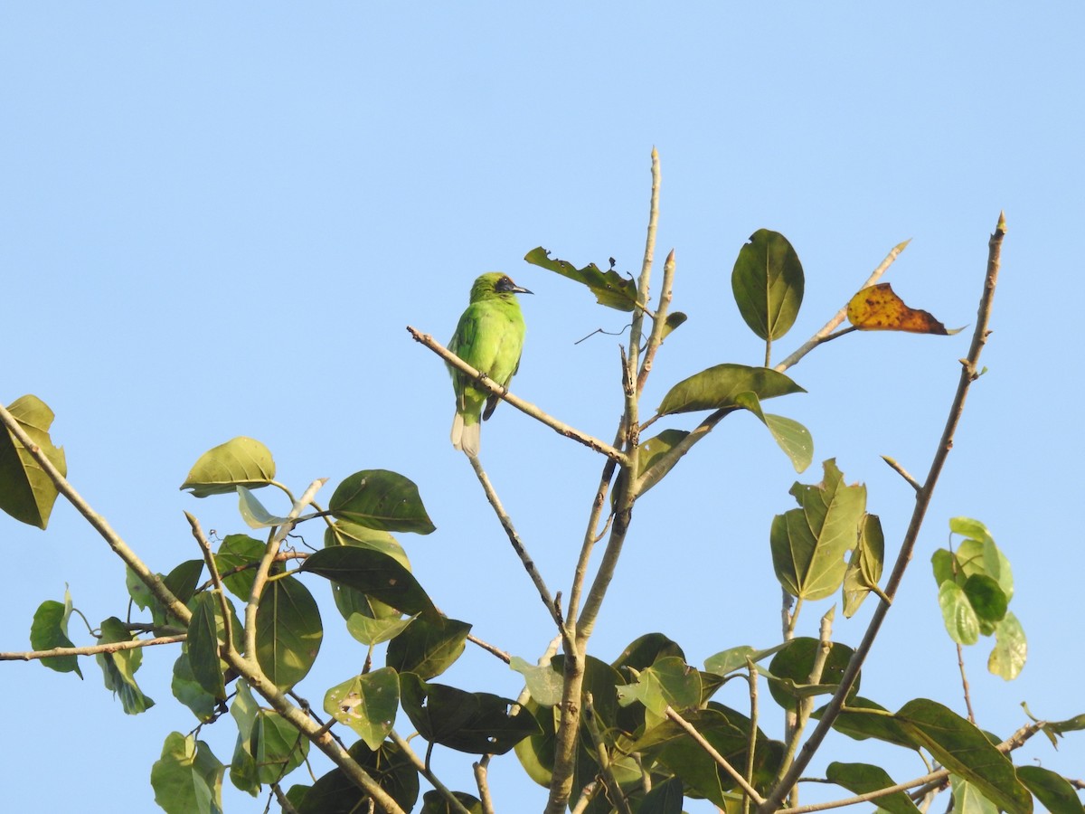 Золотолобая листовка - ML646104999