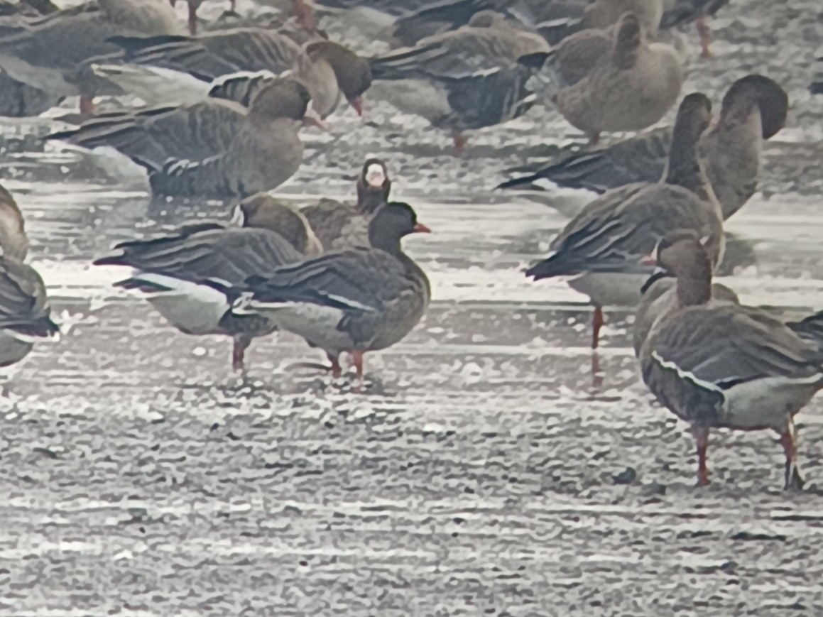 אווז קטן - ML646105002