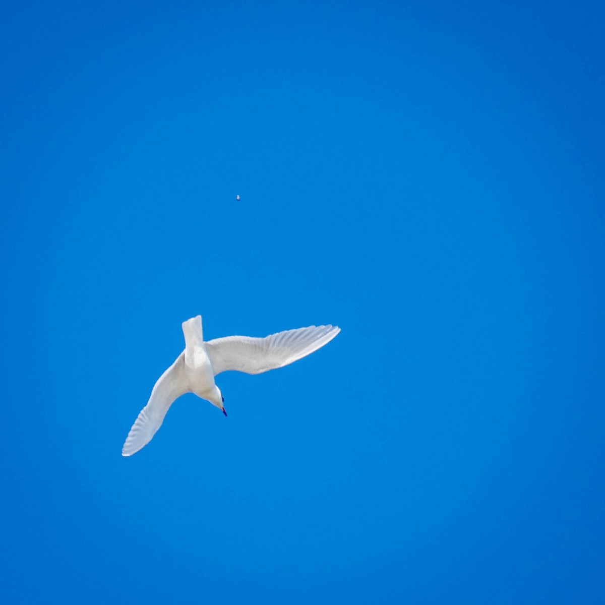 Mediterranean Gull - ML646105003