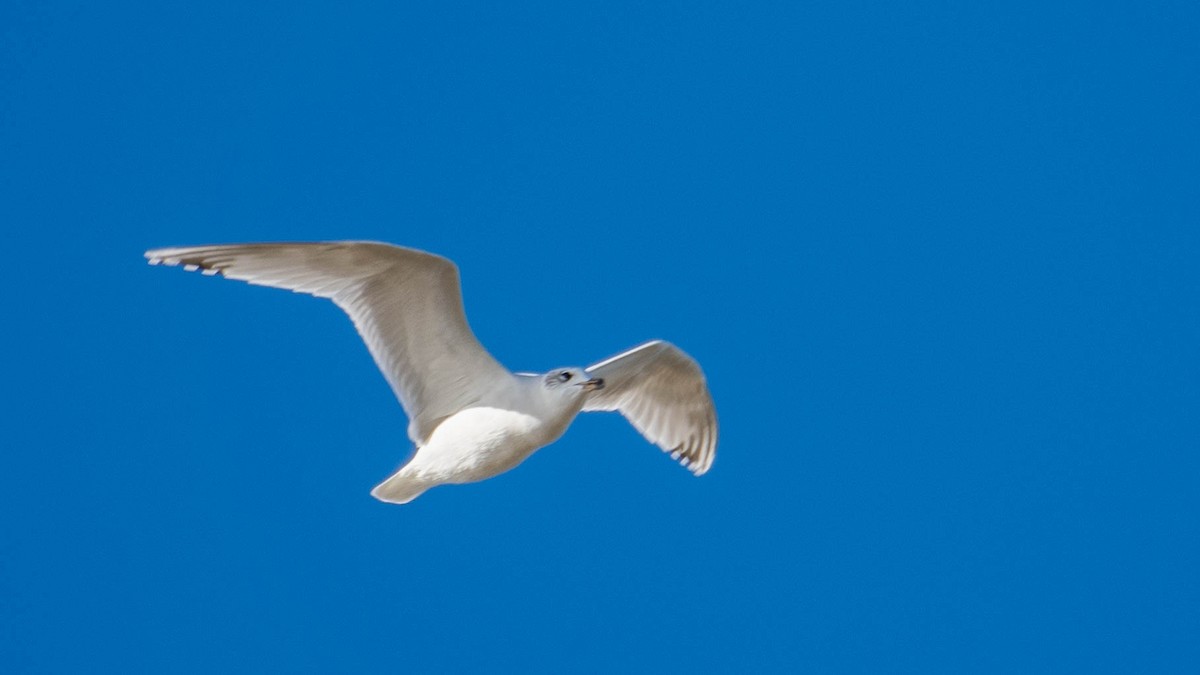 Mediterranean Gull - ML646105004