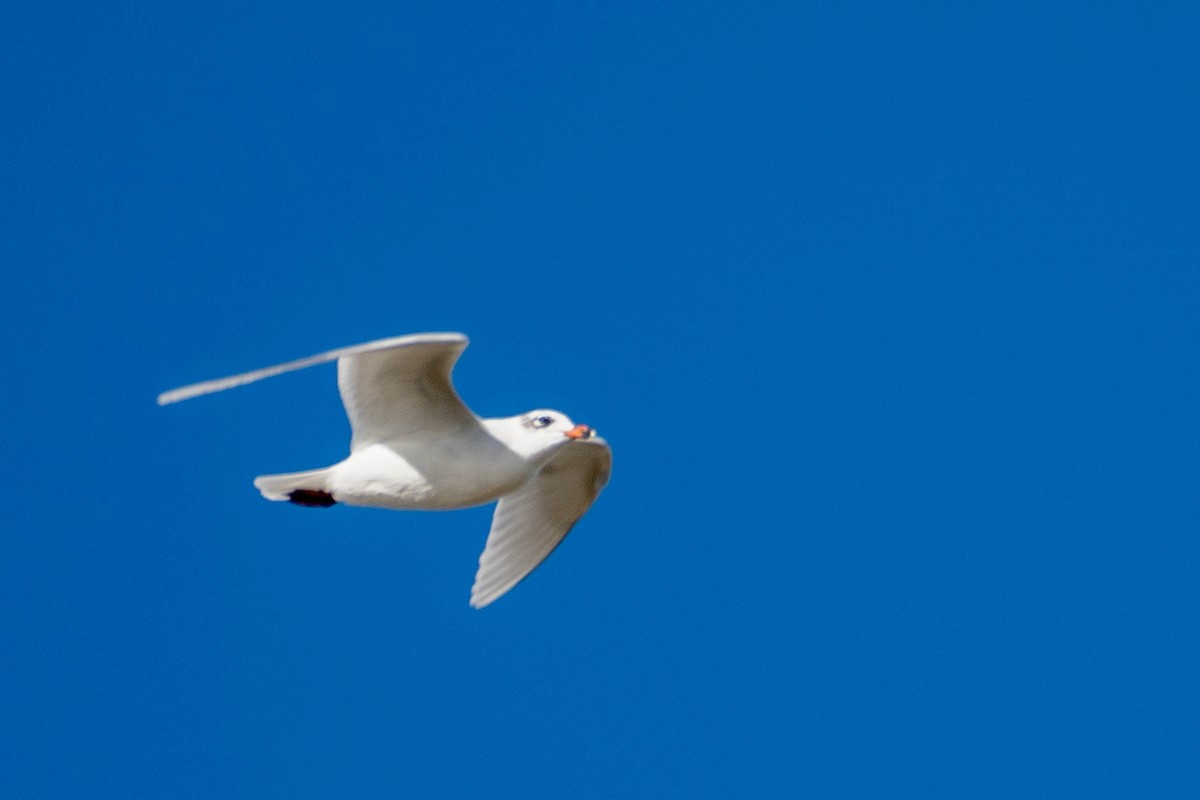 Mediterranean Gull - ML646105005