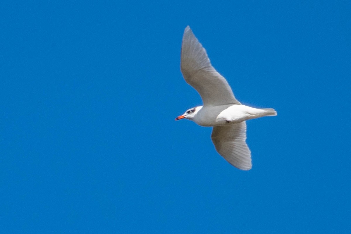 Mediterranean Gull - ML646105006