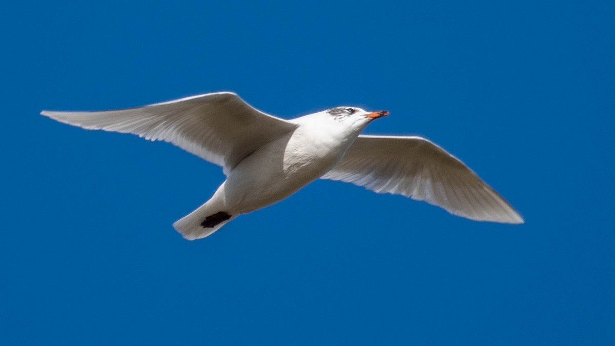 Mediterranean Gull - ML646105007