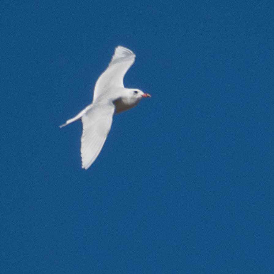 Mediterranean Gull - ML646105008