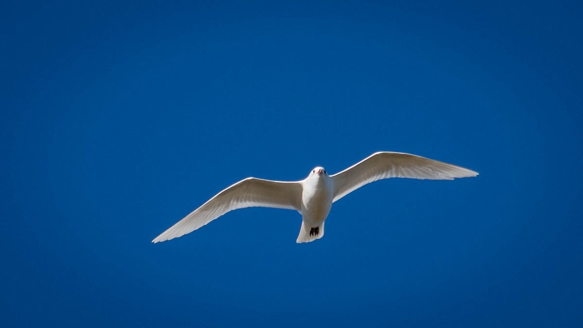 Mediterranean Gull - ML646105009